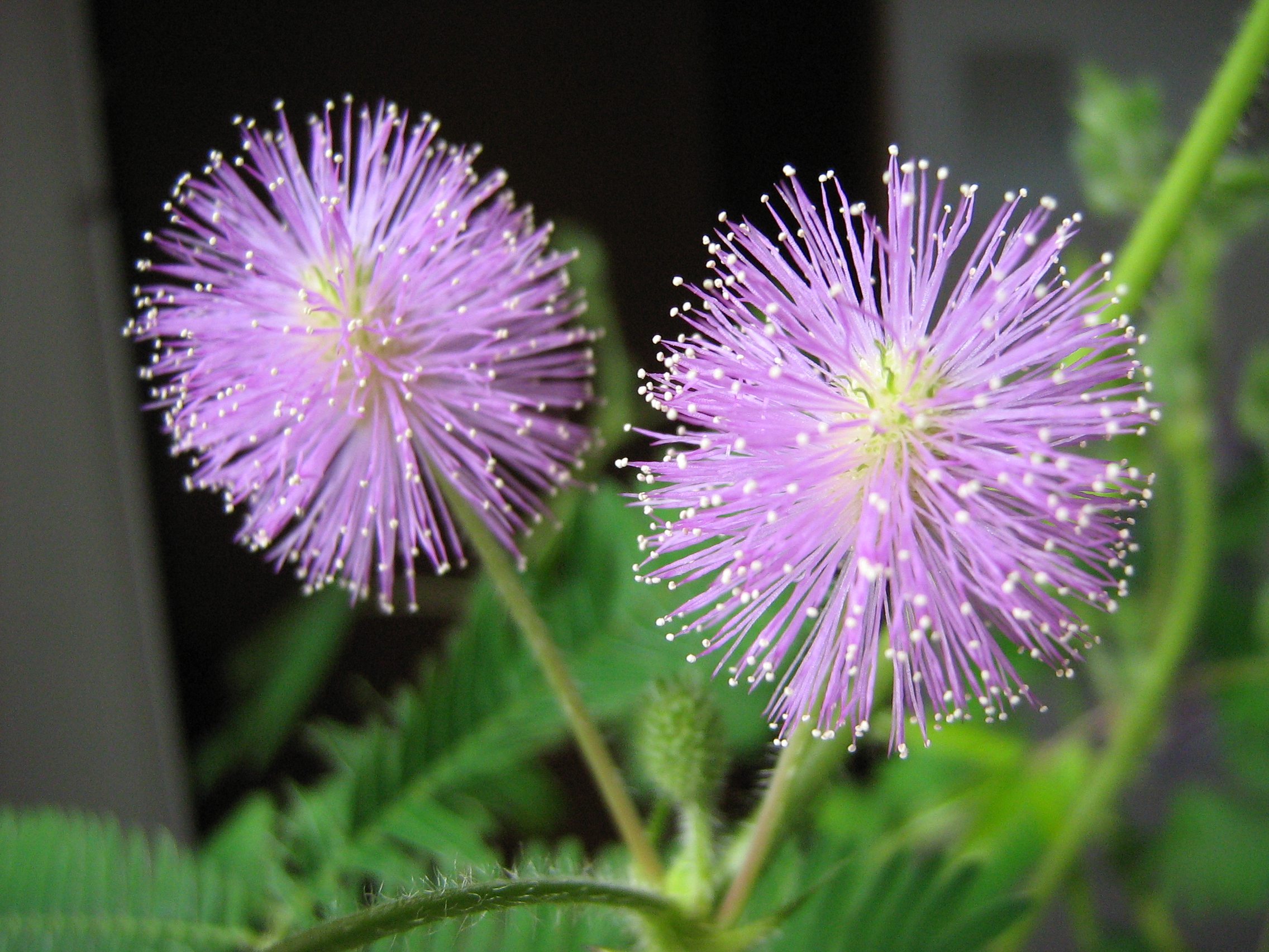 Mimosa-pudica-flower